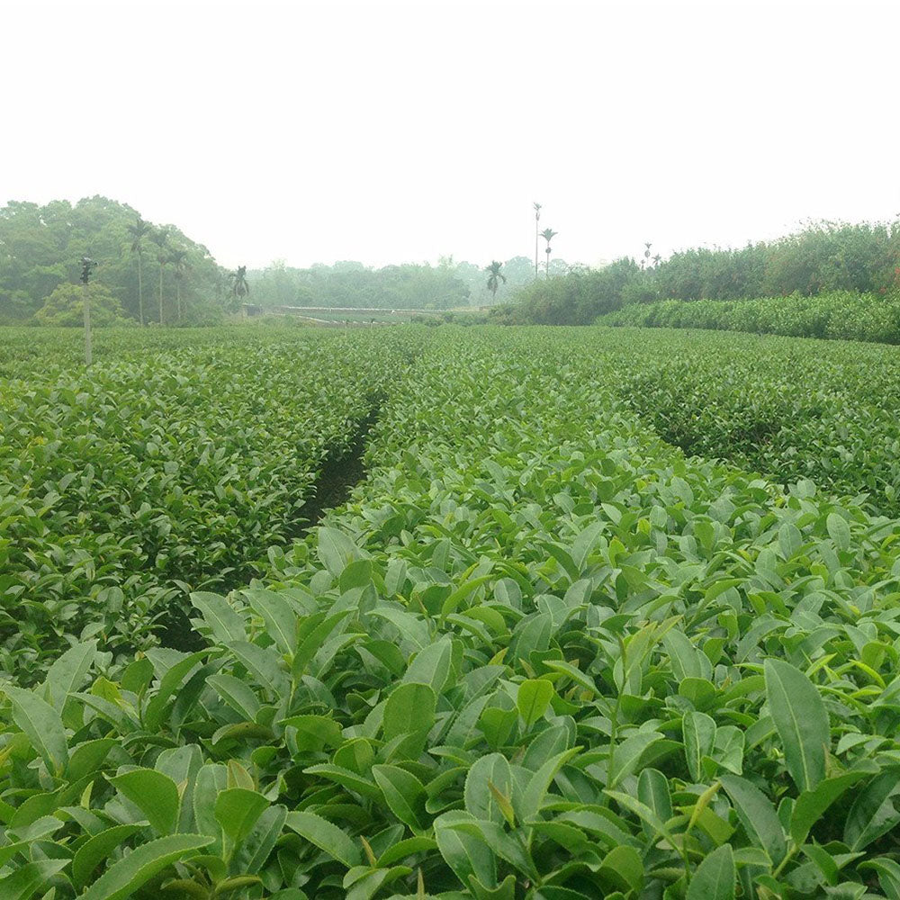 Eco-Cha Jasmine Flower Oolong Tea field