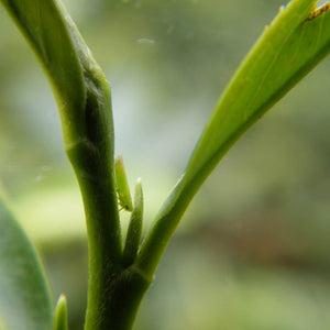 Leaf Hopper bug, responsible for the taste of Concubine Oolong Tea