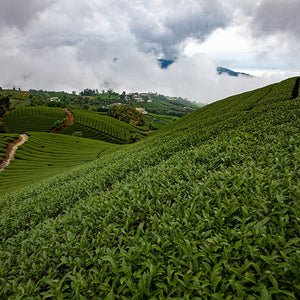 Lush verdant Taiwan high mountain tea country