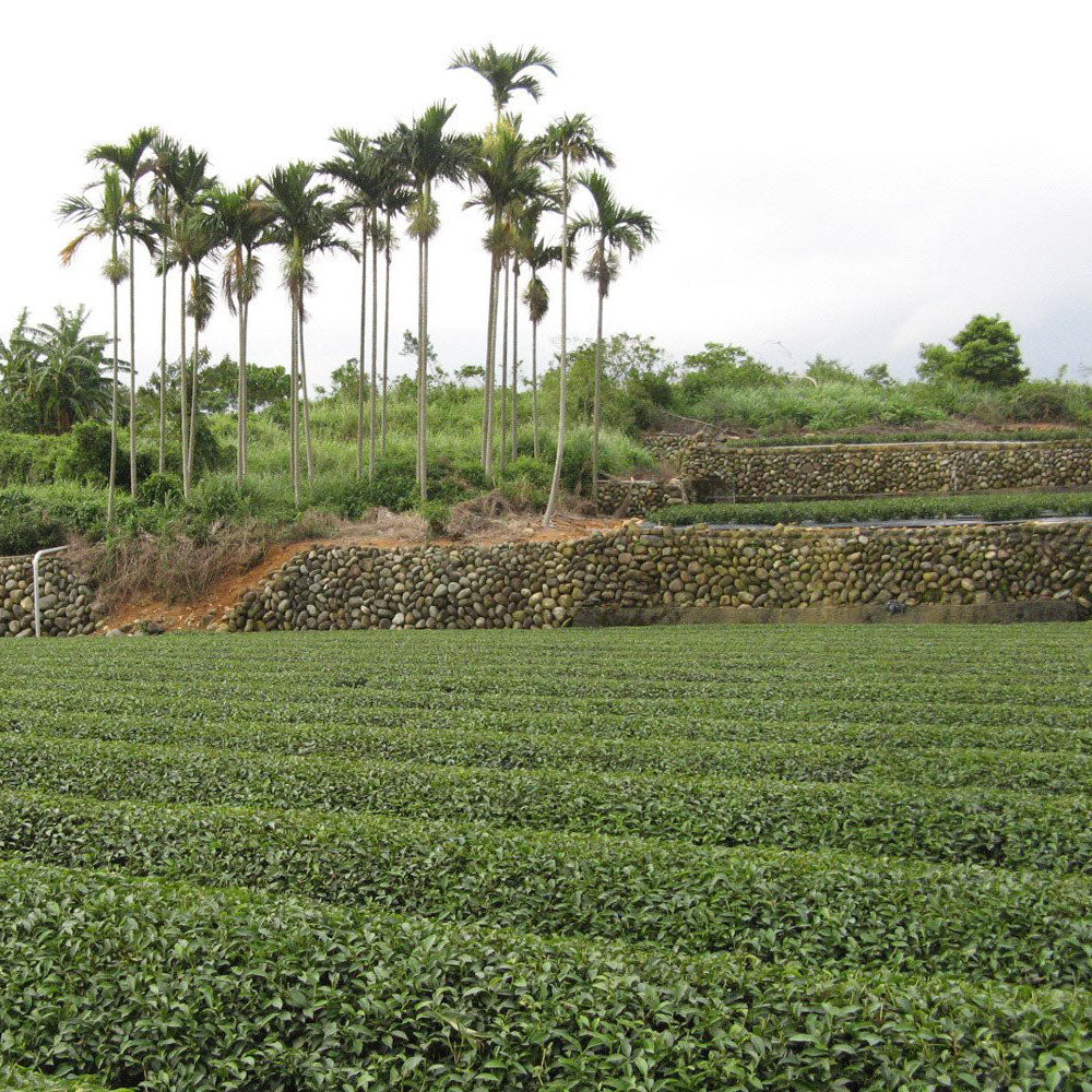 Tsui Yu Oolong tea field with a stone wall and trees in the background.